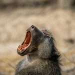 Chacma baboon yawning in the Kruger.